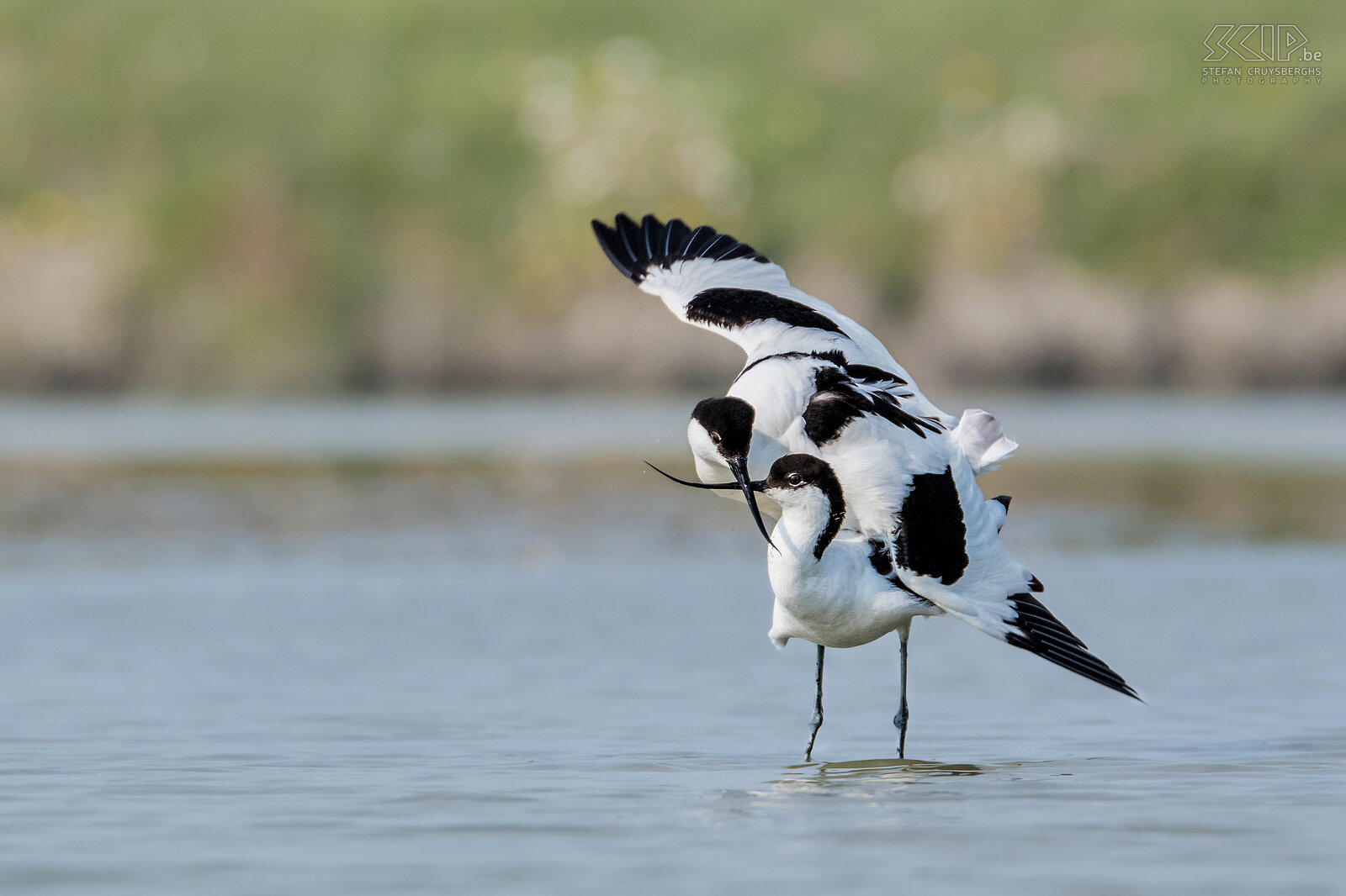 Water birds - Mating  pied avocets Pied avocet / Recurvirostra avosetta Stefan Cruysberghs